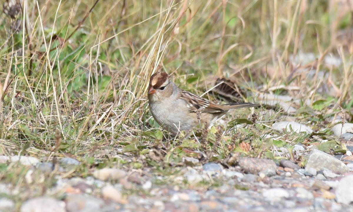 White-crowned Sparrow - ML180873521
