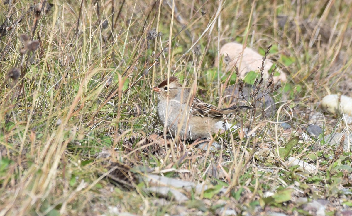 Bruant à couronne blanche - ML180873531