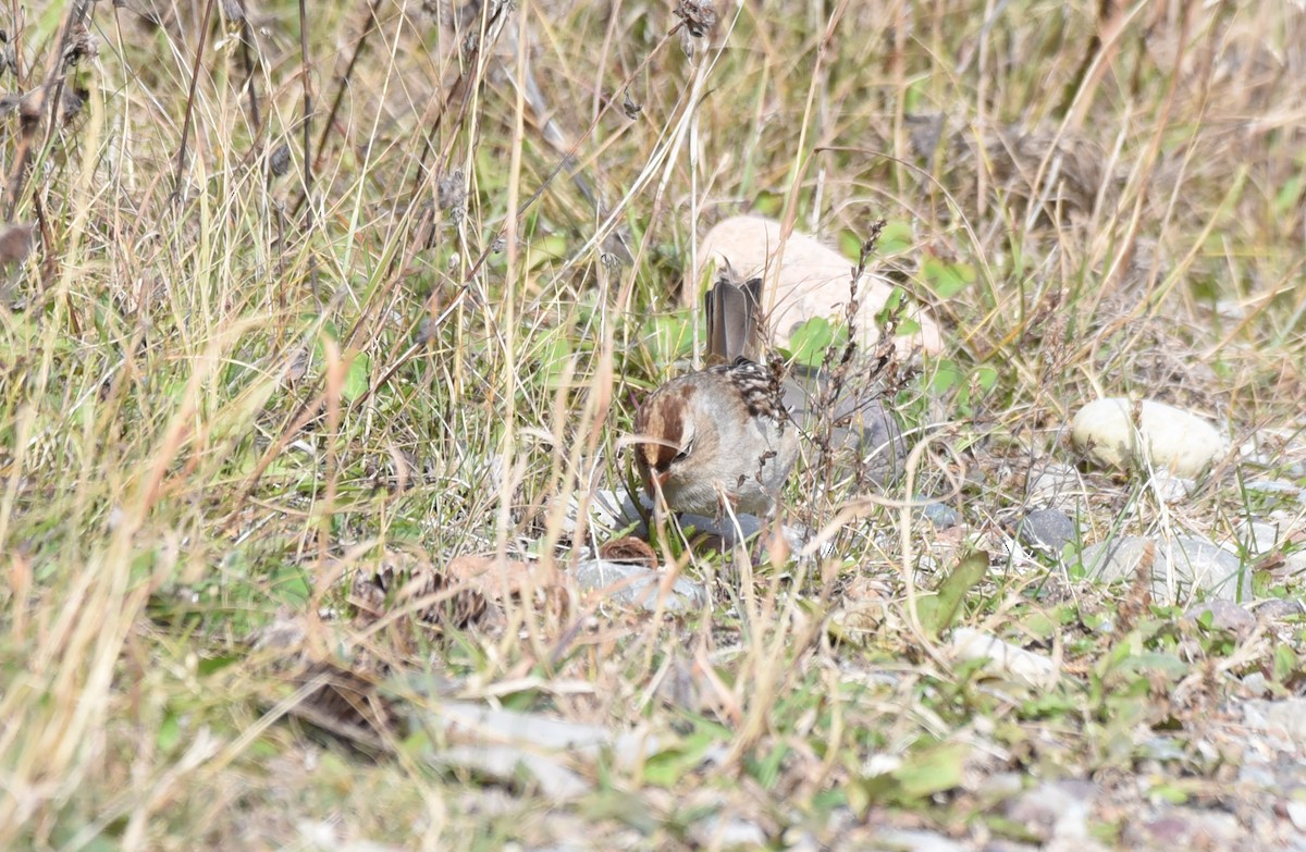 White-crowned Sparrow - ML180873541