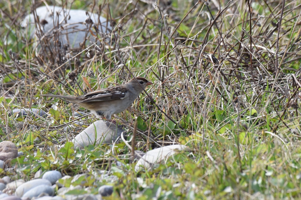 White-crowned Sparrow - ML180873561