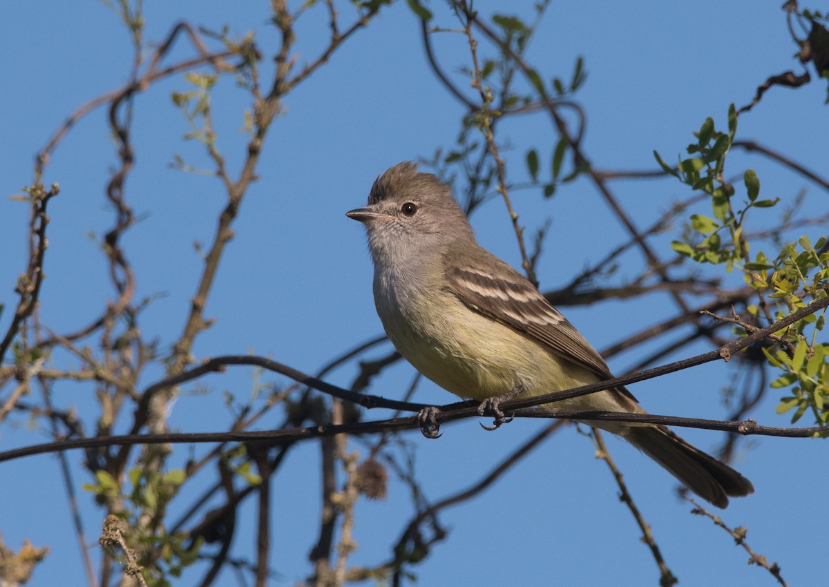 Southern Scrub-Flycatcher - ML180873681