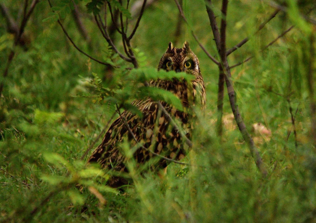 Short-eared Owl - ML180873891