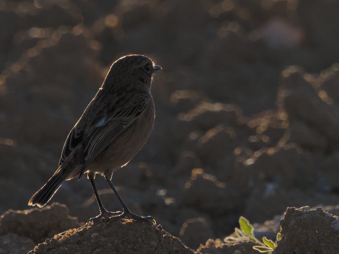 European Stonechat - ML180874371