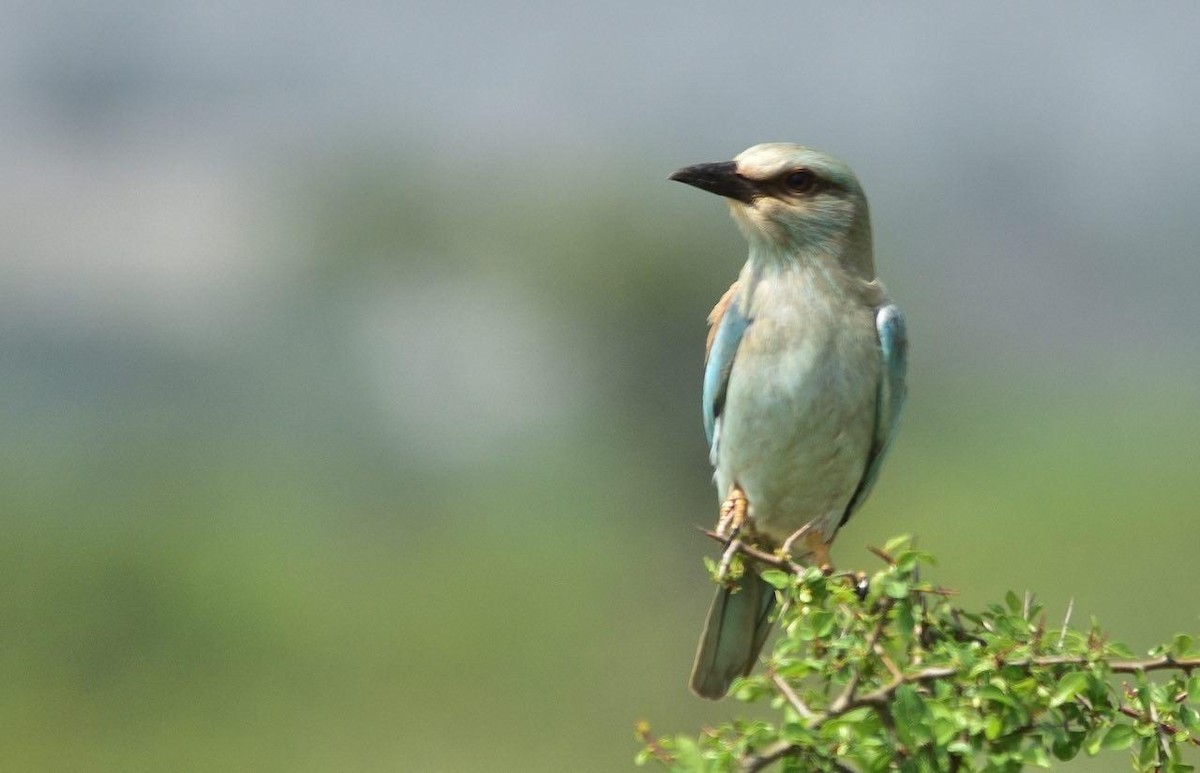 European Roller - ML180875421