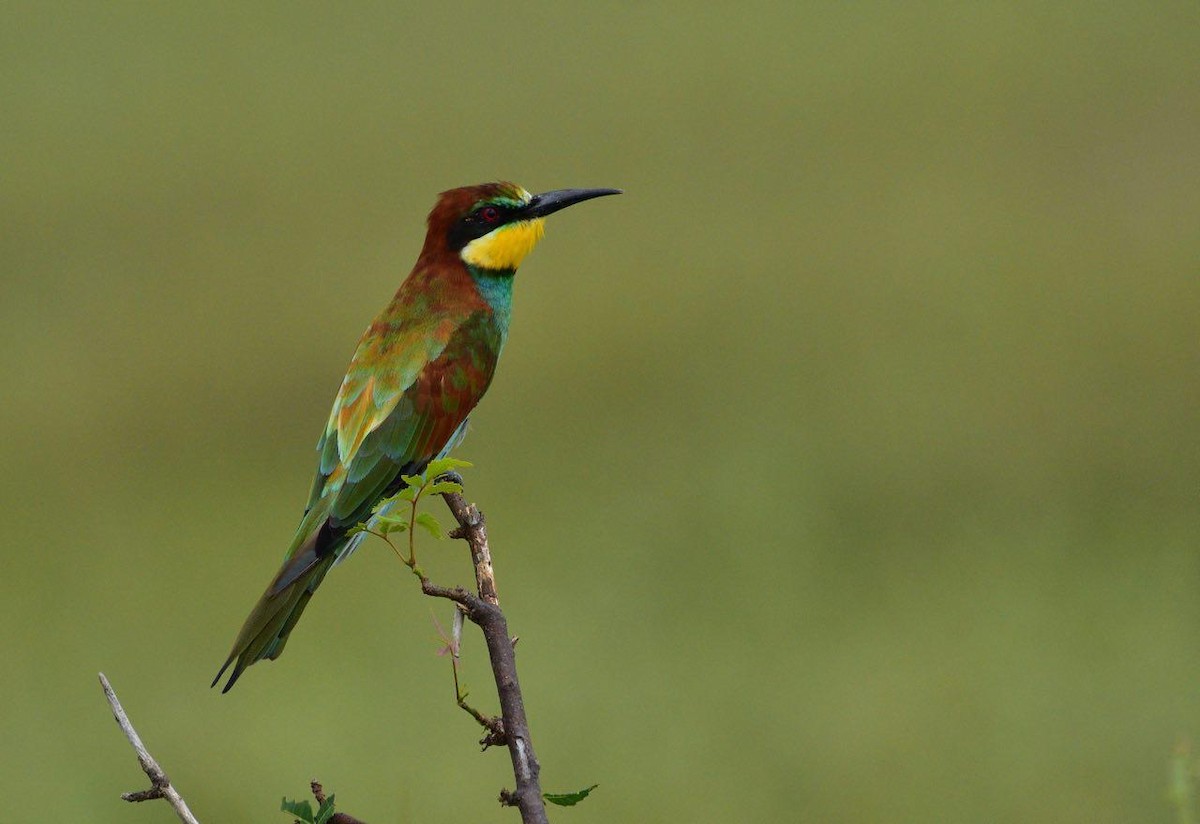 European Bee-eater - ML180875981