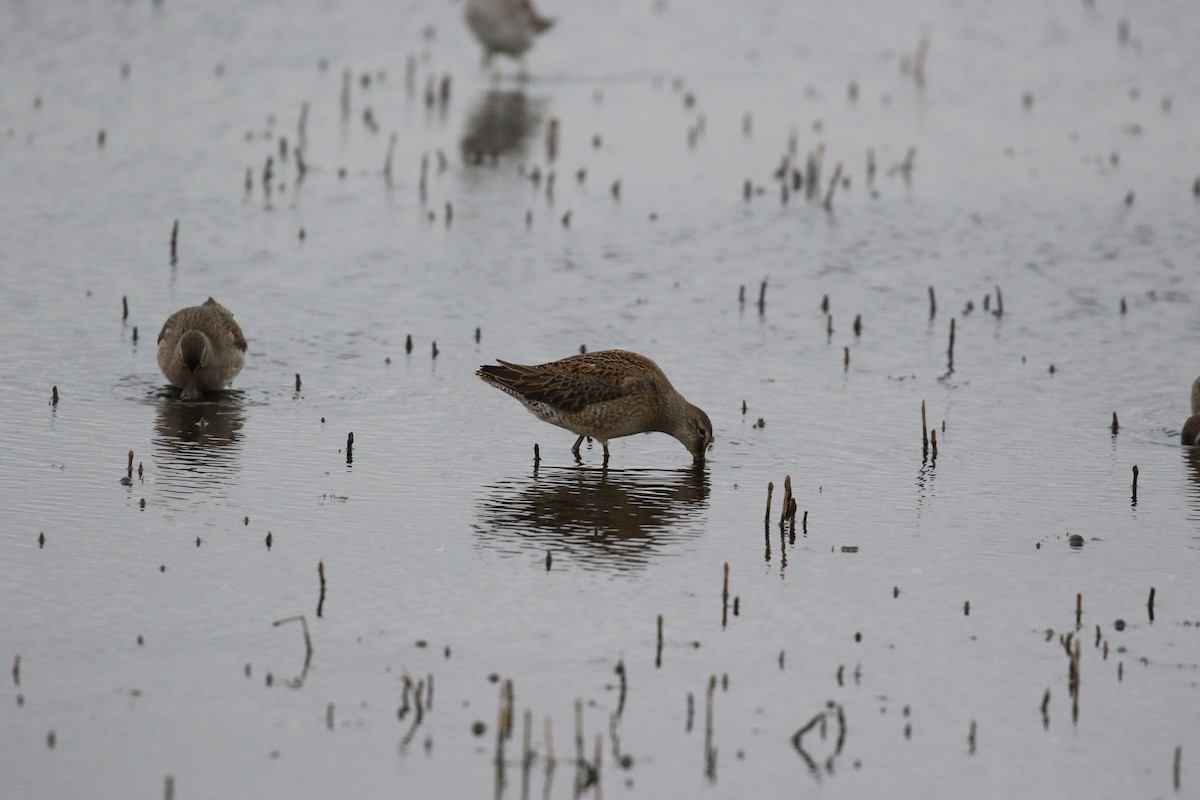Long-billed Dowitcher - ML180876951