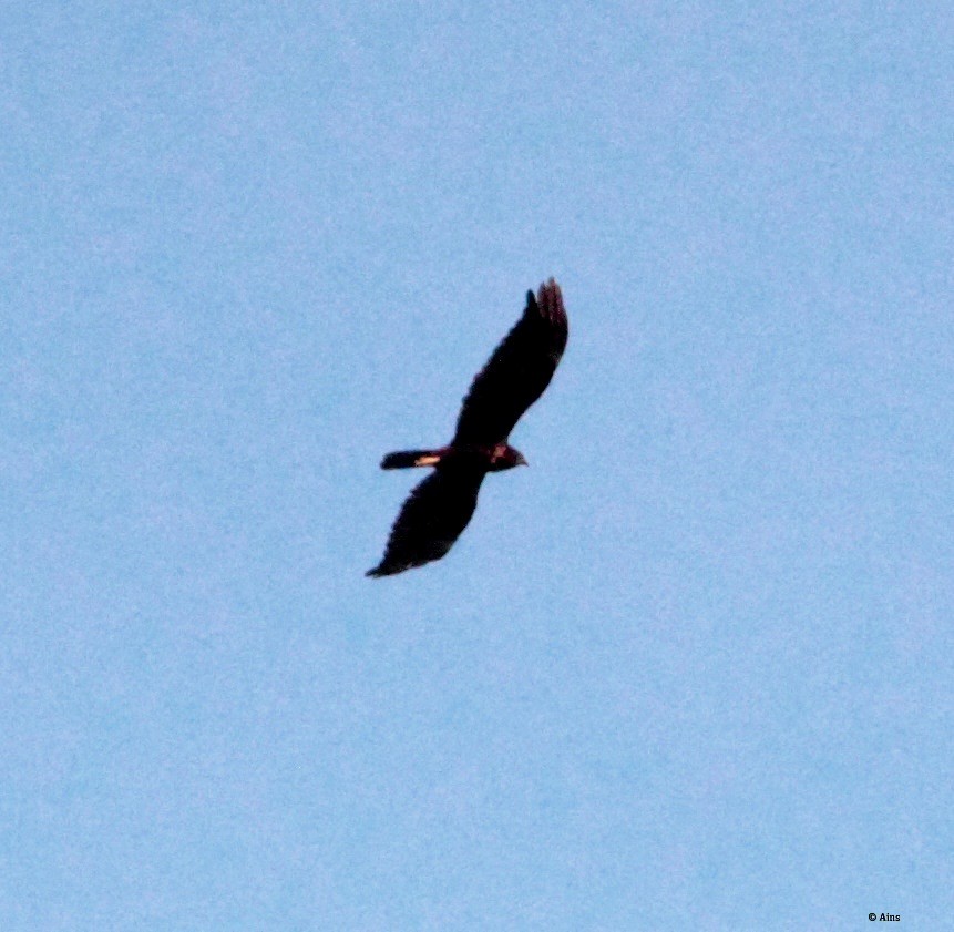 Western Marsh Harrier - ML180877341