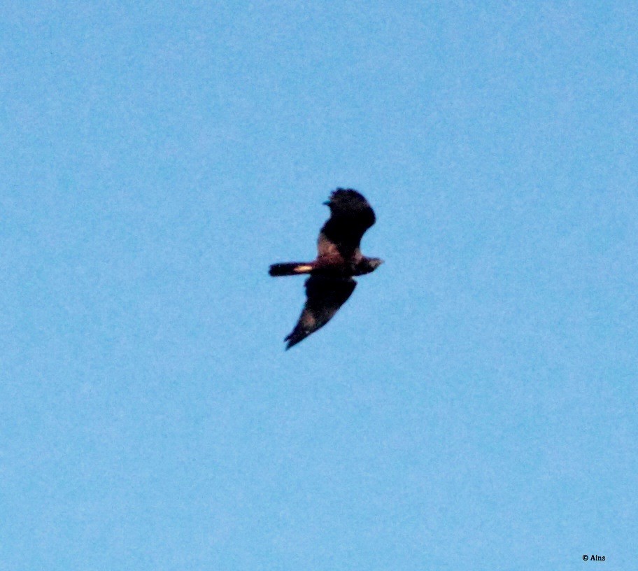 Western Marsh Harrier - ML180877351