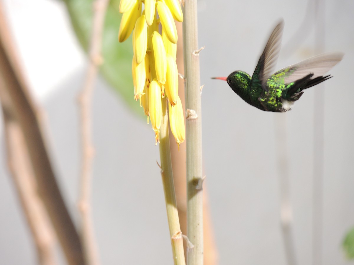 Glittering-bellied Emerald - Julio Freitas