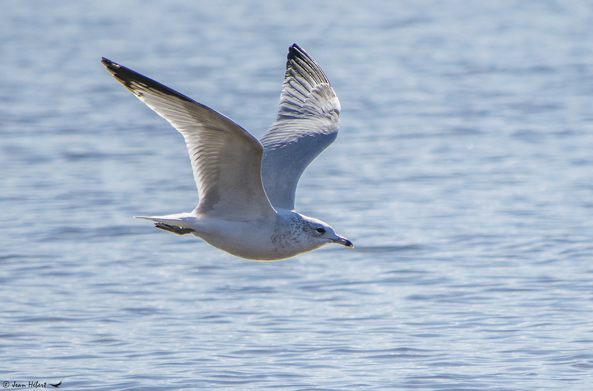 Ring-billed Gull - Jean Hebert