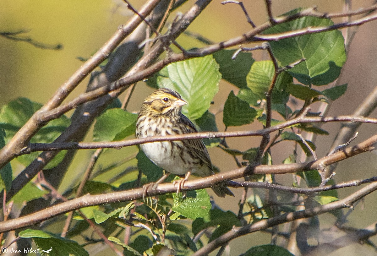 Savannah Sparrow - ML180881631