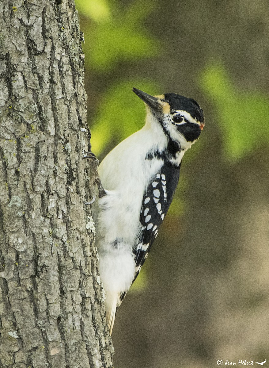 Hairy Woodpecker - ML180882561