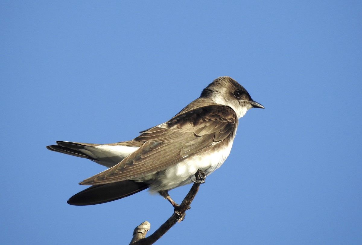Brown-chested Martin - ML180883071