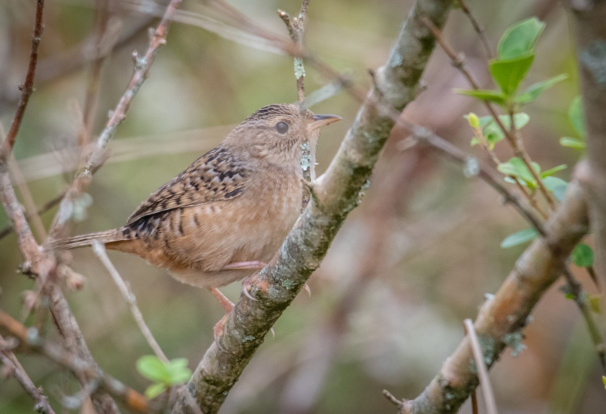 Sedge Wren - Jeremy Rardin