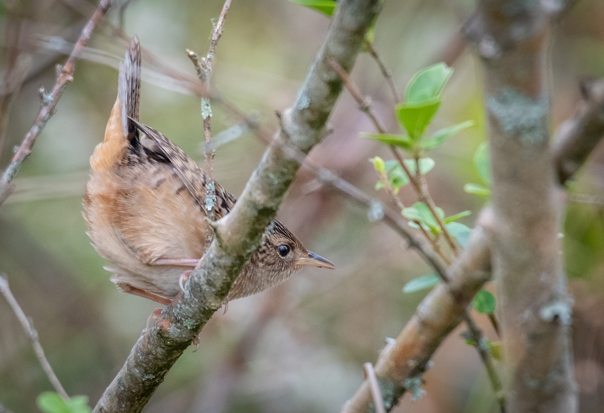 Sedge Wren - ML180883821