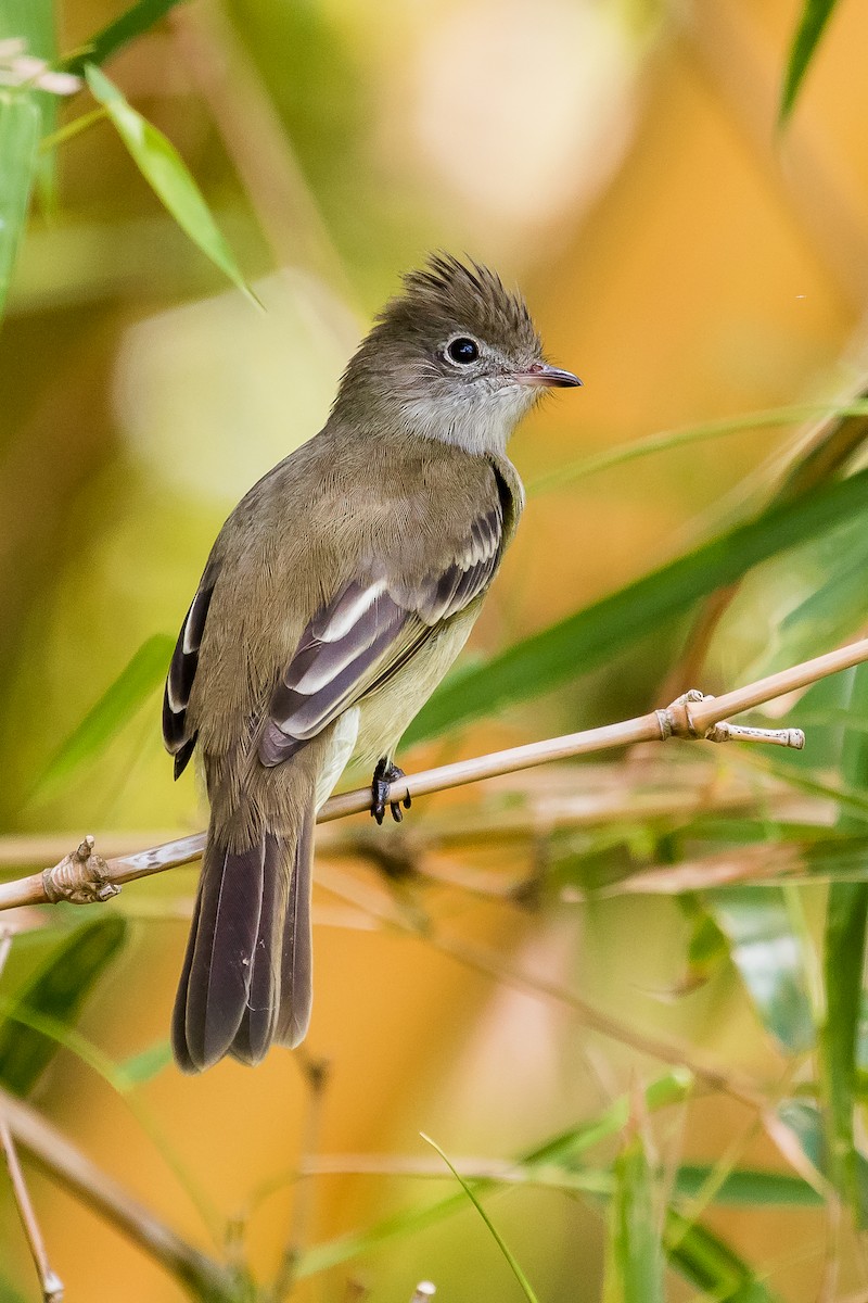 Yellow-bellied Elaenia - ML180885631