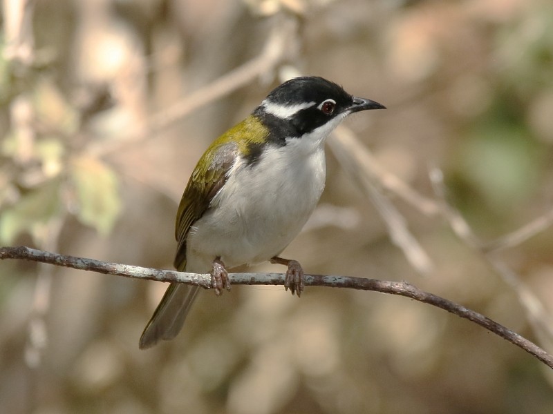 White-throated Honeyeater - ML180886641