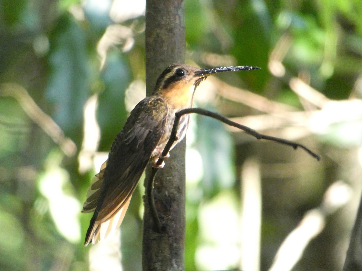 kolibřík pilozobý - ML180891121