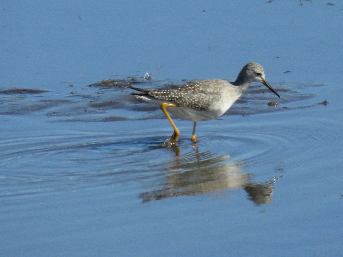 Lesser Yellowlegs - ML180892441