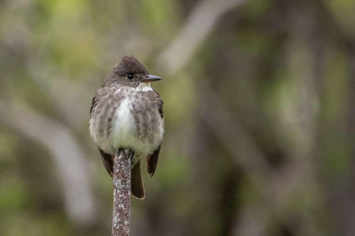 Olive-sided Flycatcher - ML180893981