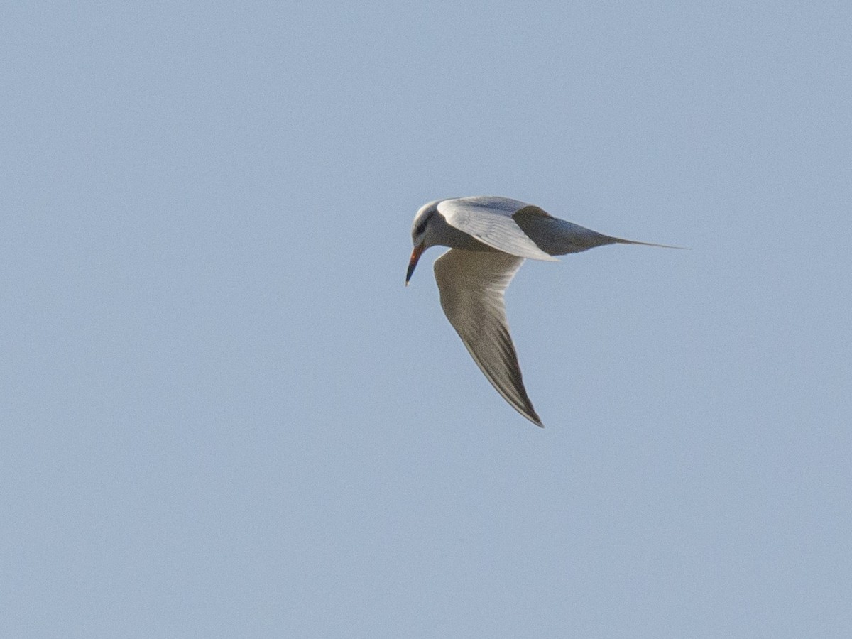 Snowy-crowned Tern - ML180894241