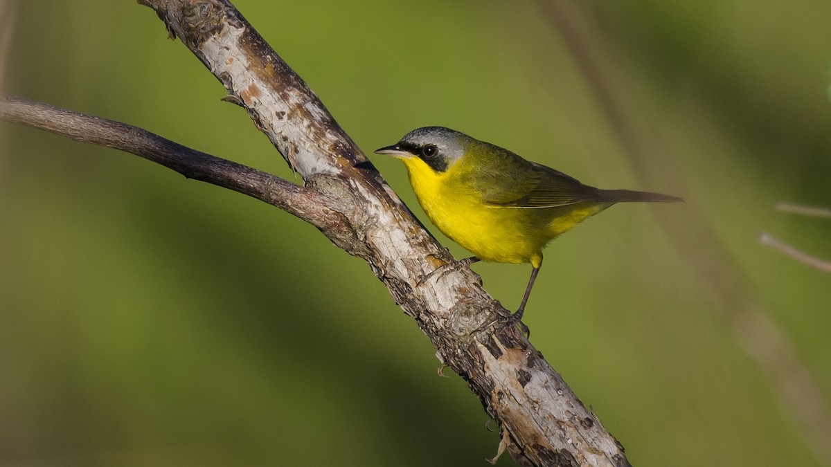 Paruline voilée - ML180894851