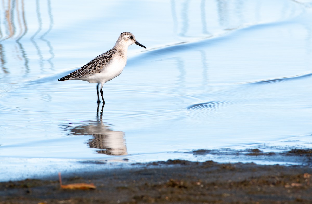 Bécasseau sanderling - ML180895151