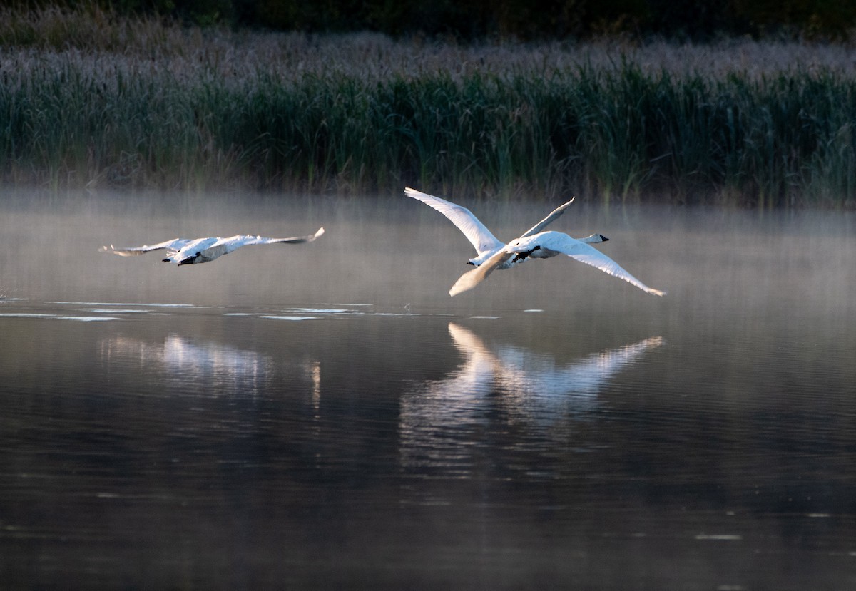 Trumpeter Swan - ML180895471