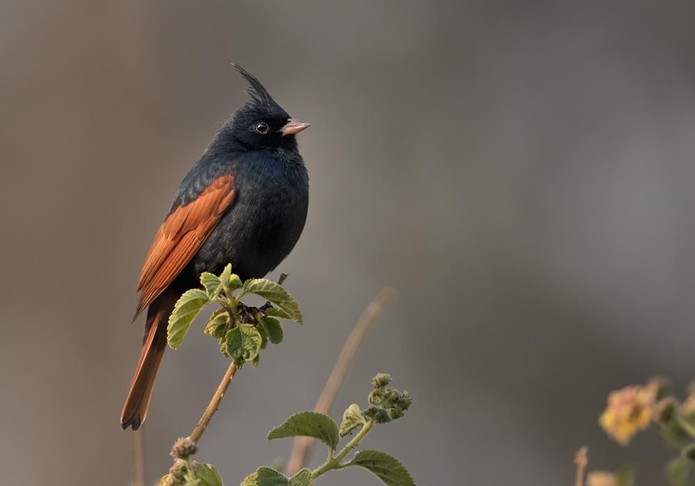 Crested Bunting, Lars Petersson