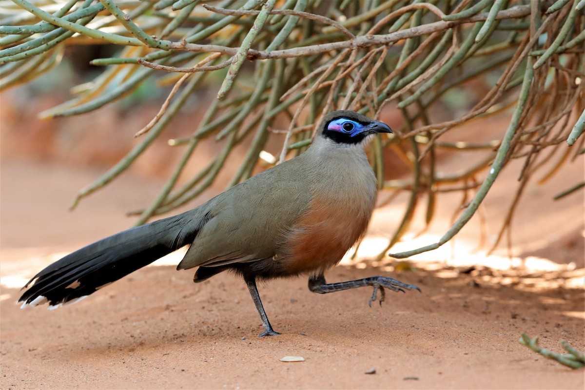 Giant Coua, Holger Teichmann