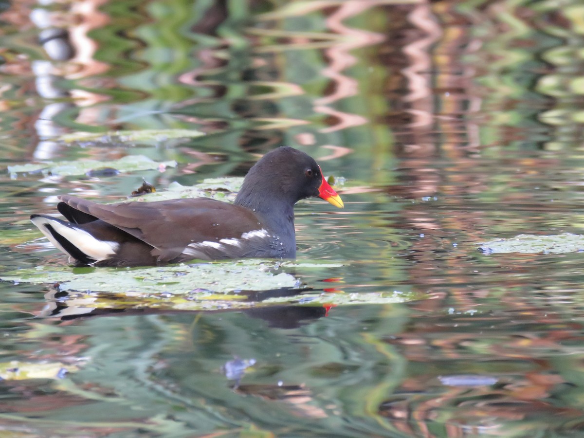 Eurasian Moorhen - CareyJo  Titus