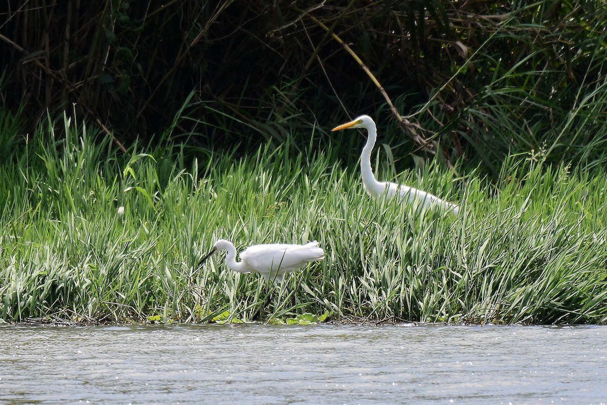 Medium Egret - ML180897741