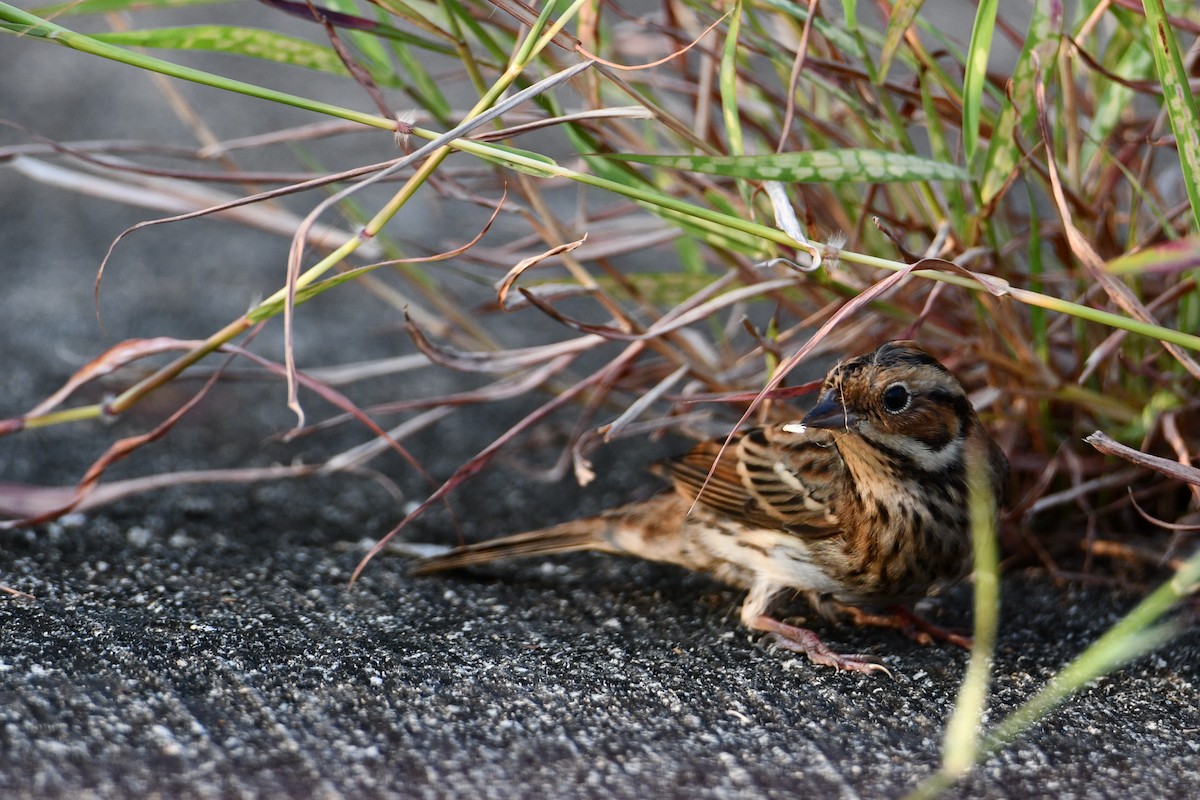 Little Bunting - SHIH-BIN TSAI