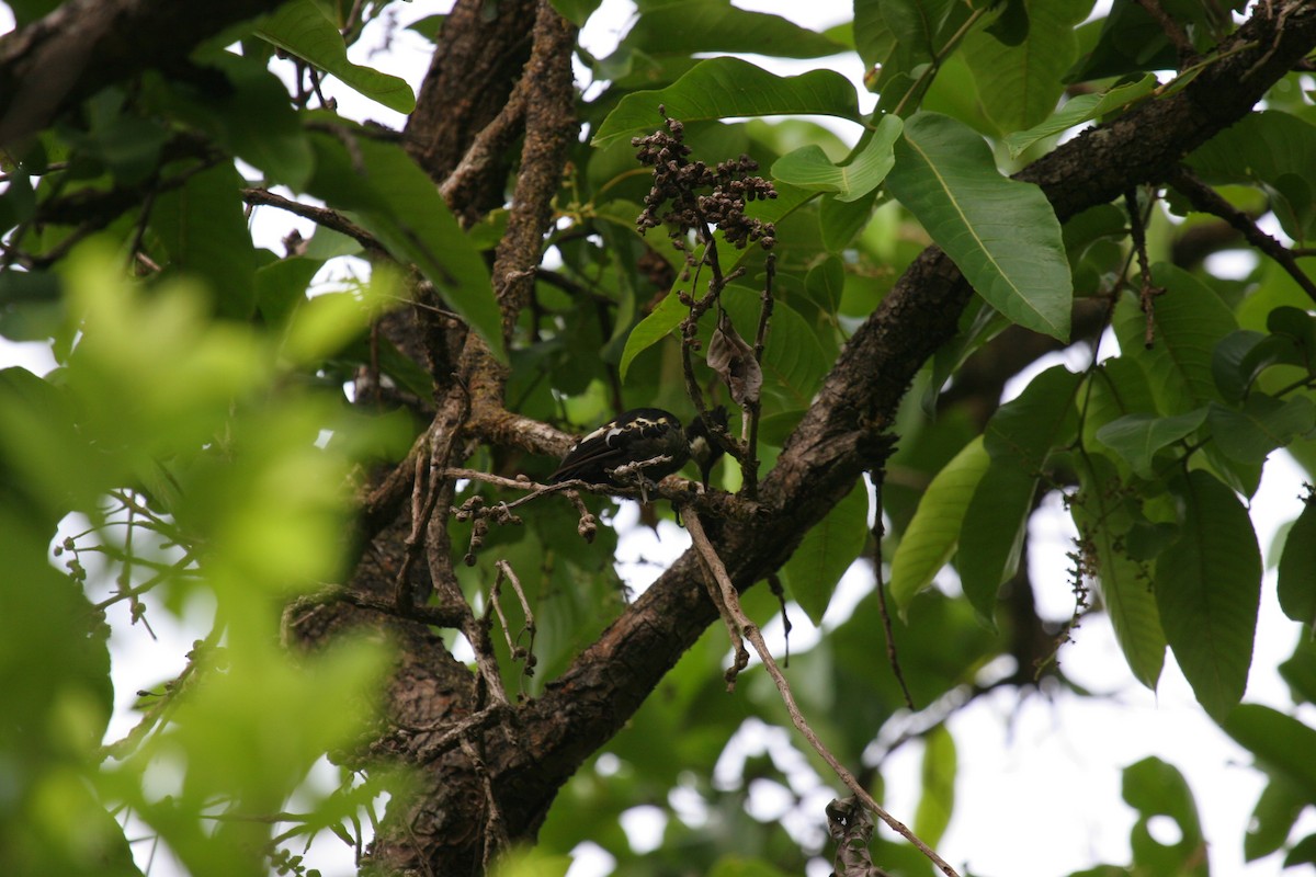 Heart-spotted Woodpecker - ML180902221