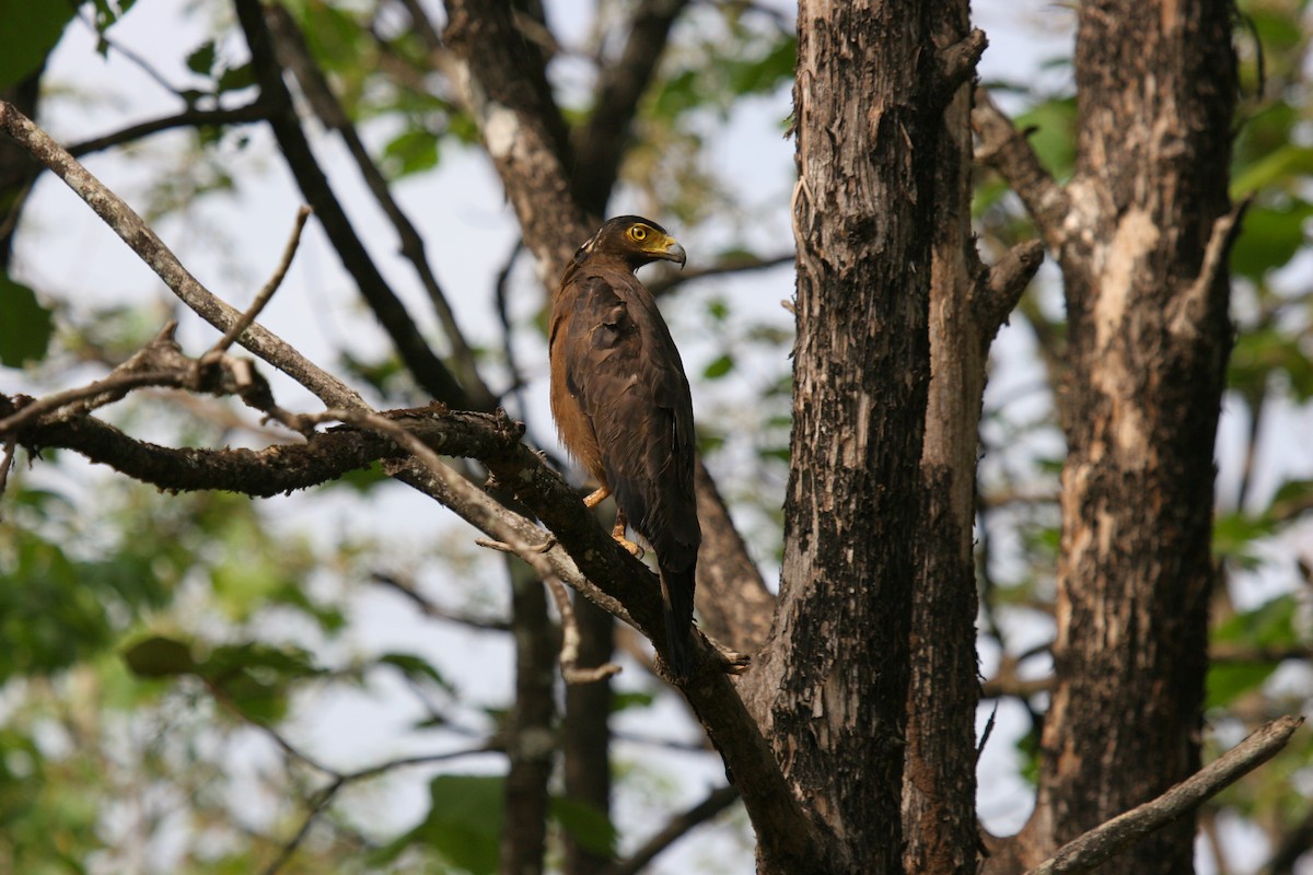 Crested Serpent-Eagle - ML180902411
