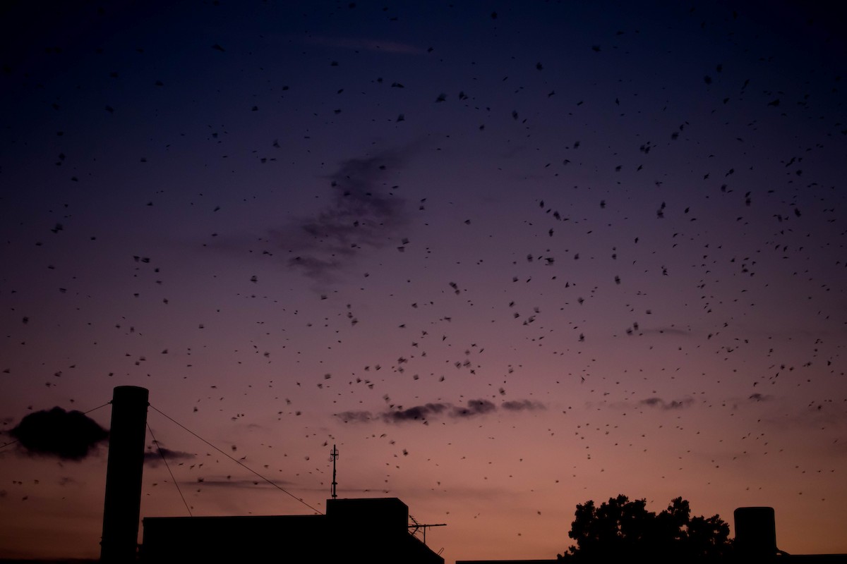 Chimney Swift - Kimberlie Dewey