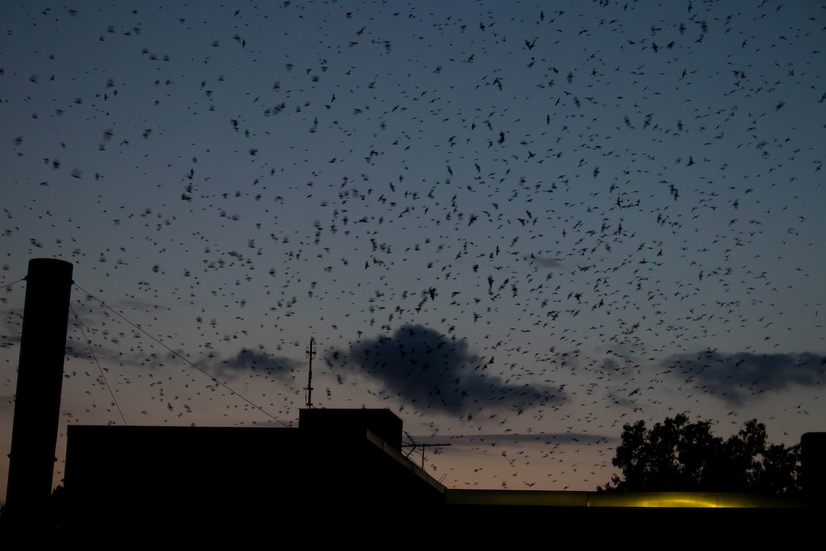 Chimney Swift - Kimberlie Dewey