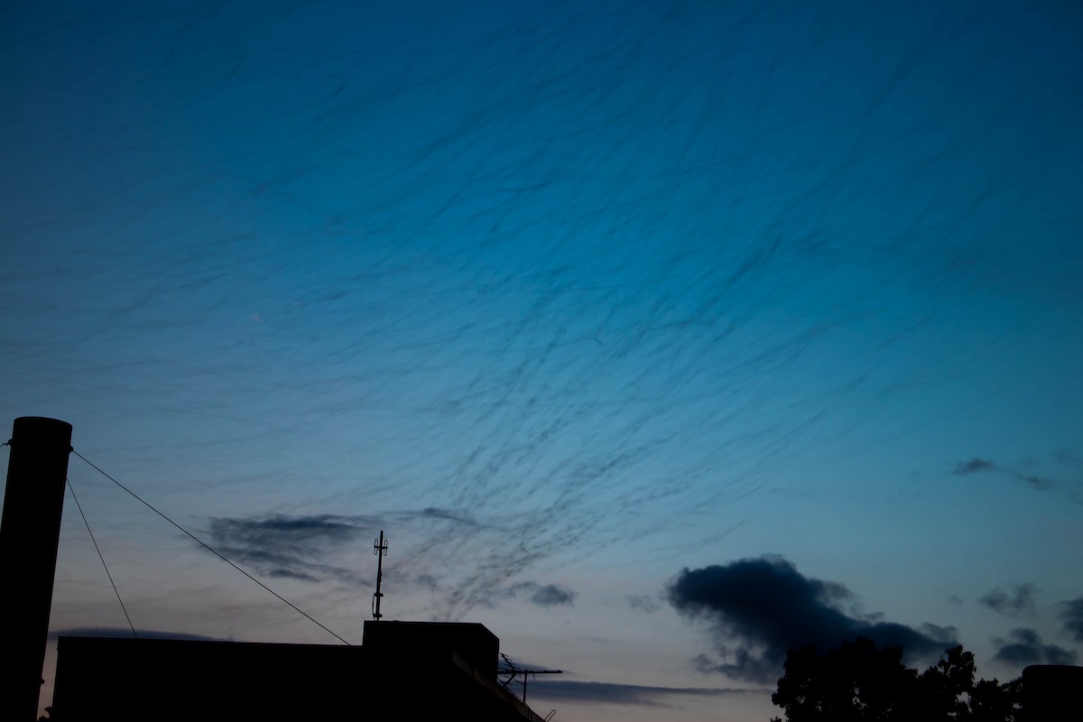 Chimney Swift - Kimberlie Dewey