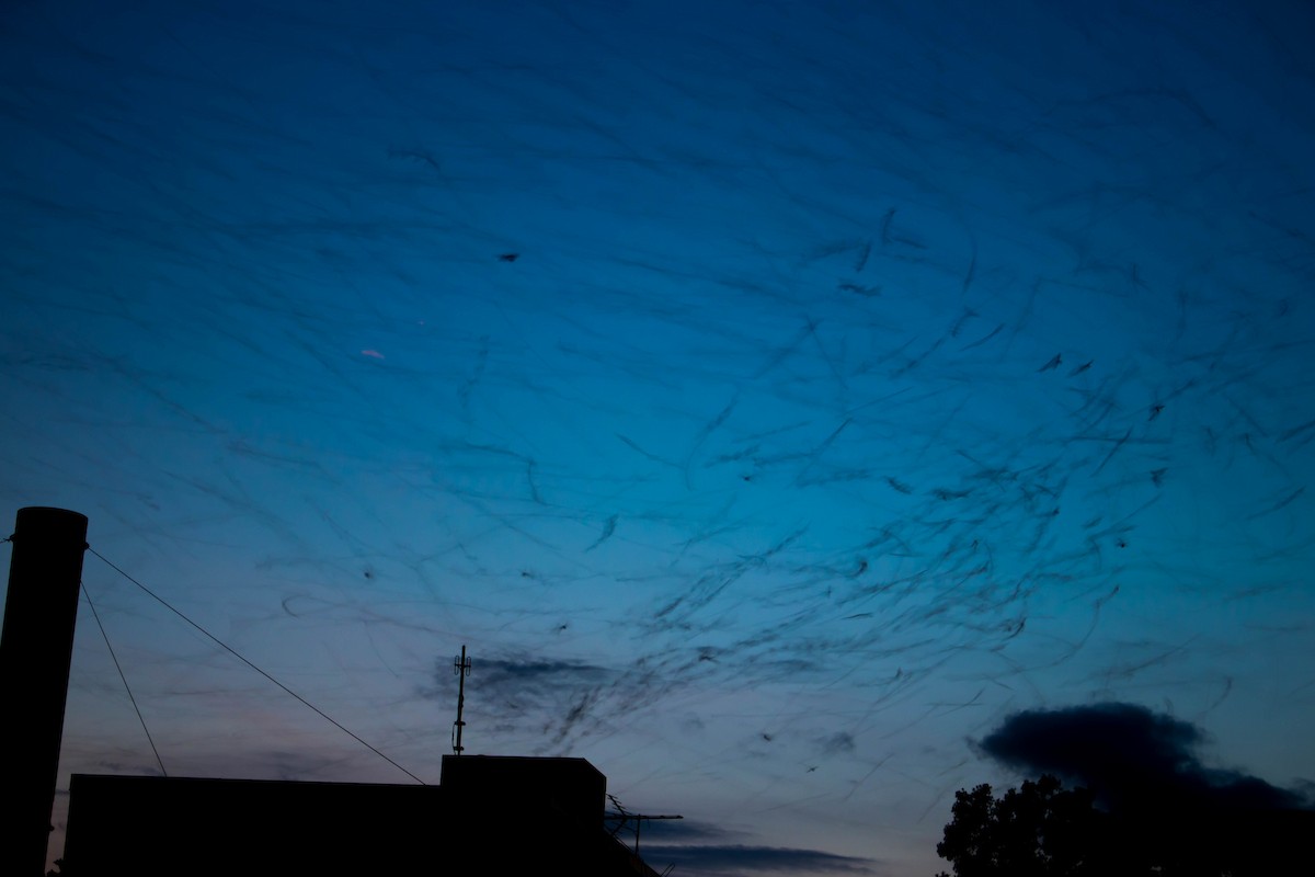 Chimney Swift - Kimberlie Dewey