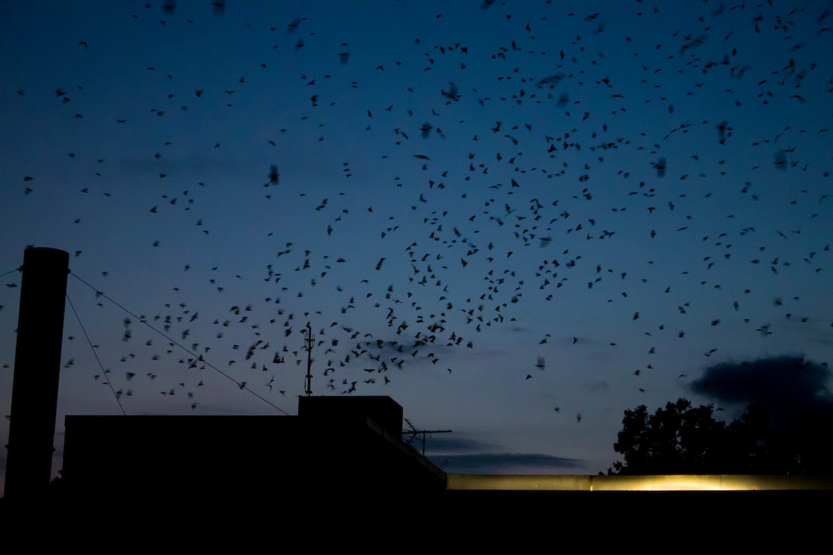 Chimney Swift - ML180902891