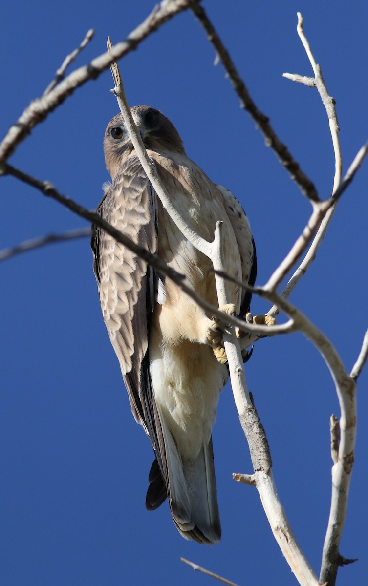 Booted Eagle - ML180902991