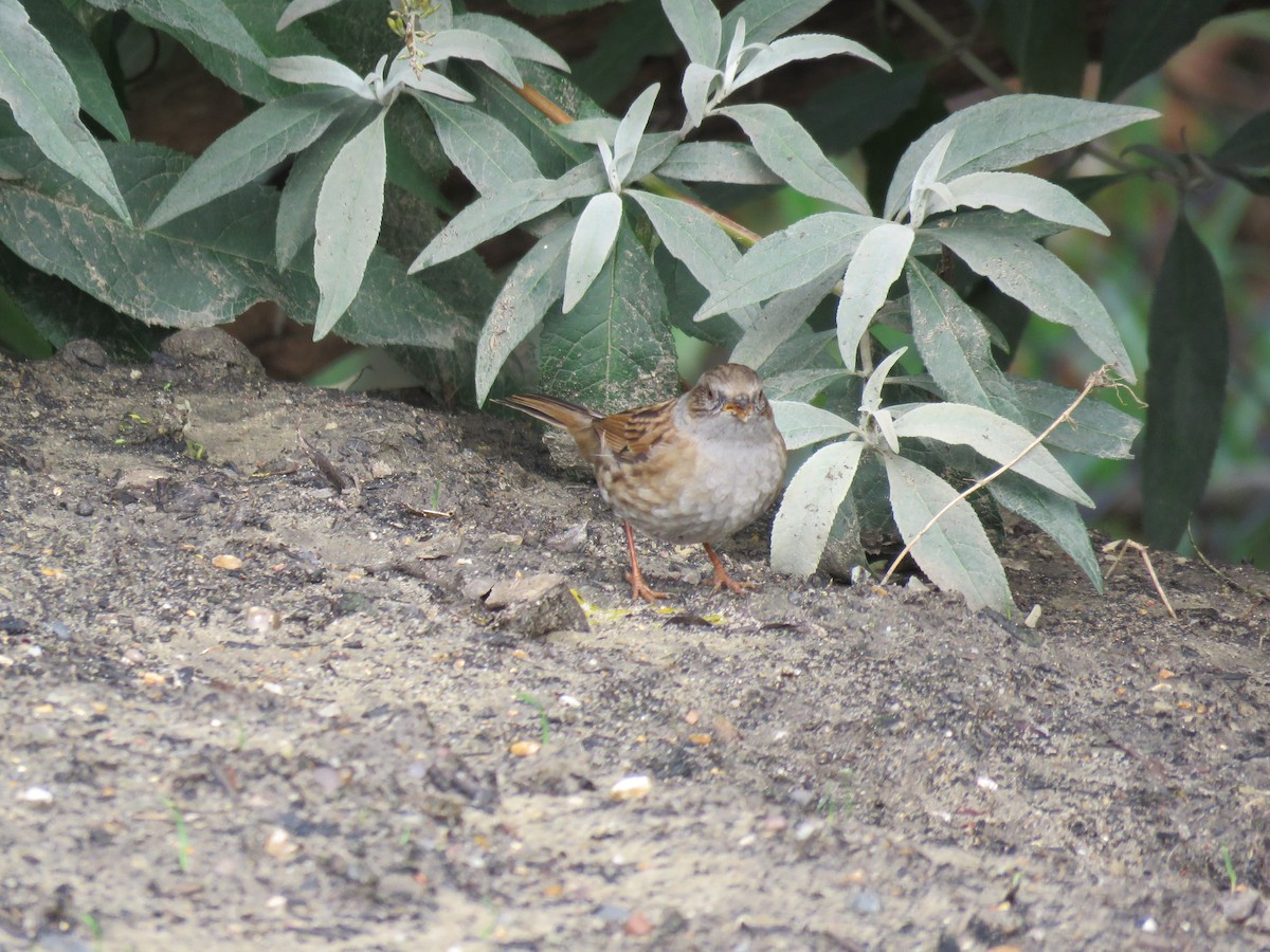 Dunnock - ML180903561