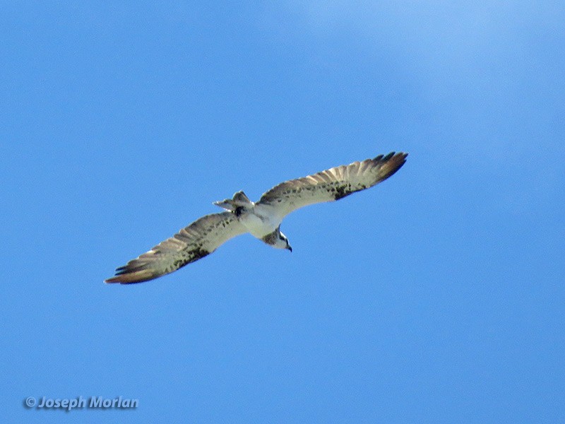 Águila Pescadora - ML180903741