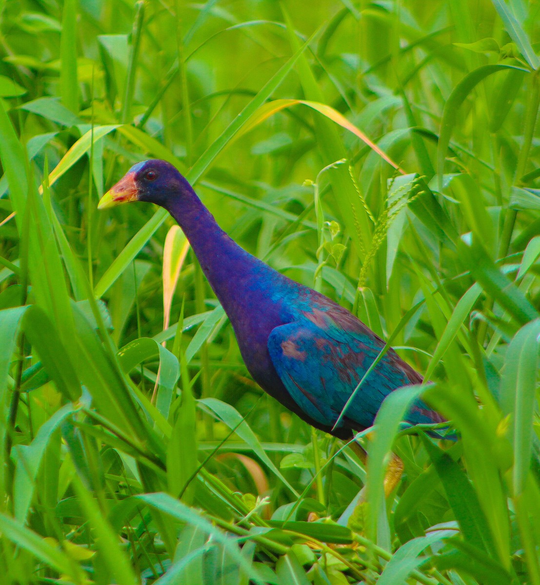 Purple Gallinule - ML180904121