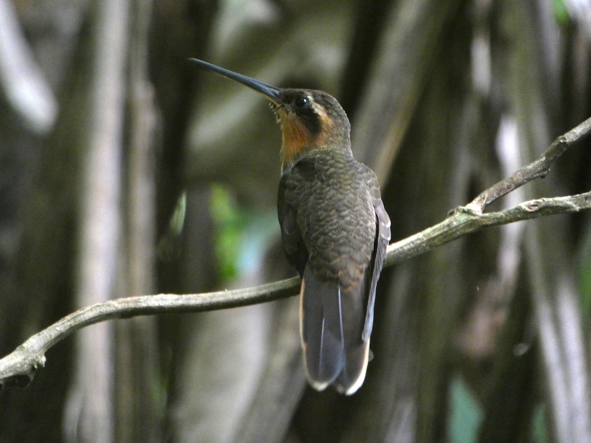 kolibřík pilozobý - ML180904911