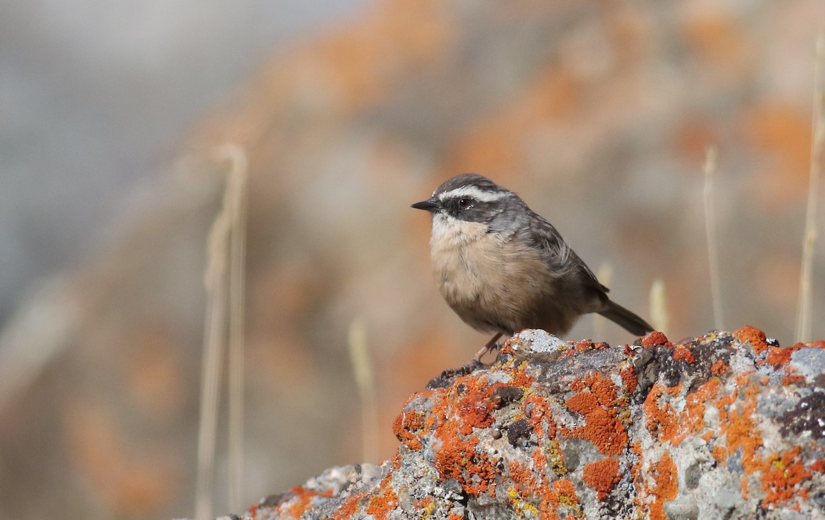 Acentor Pardo - ML180905151