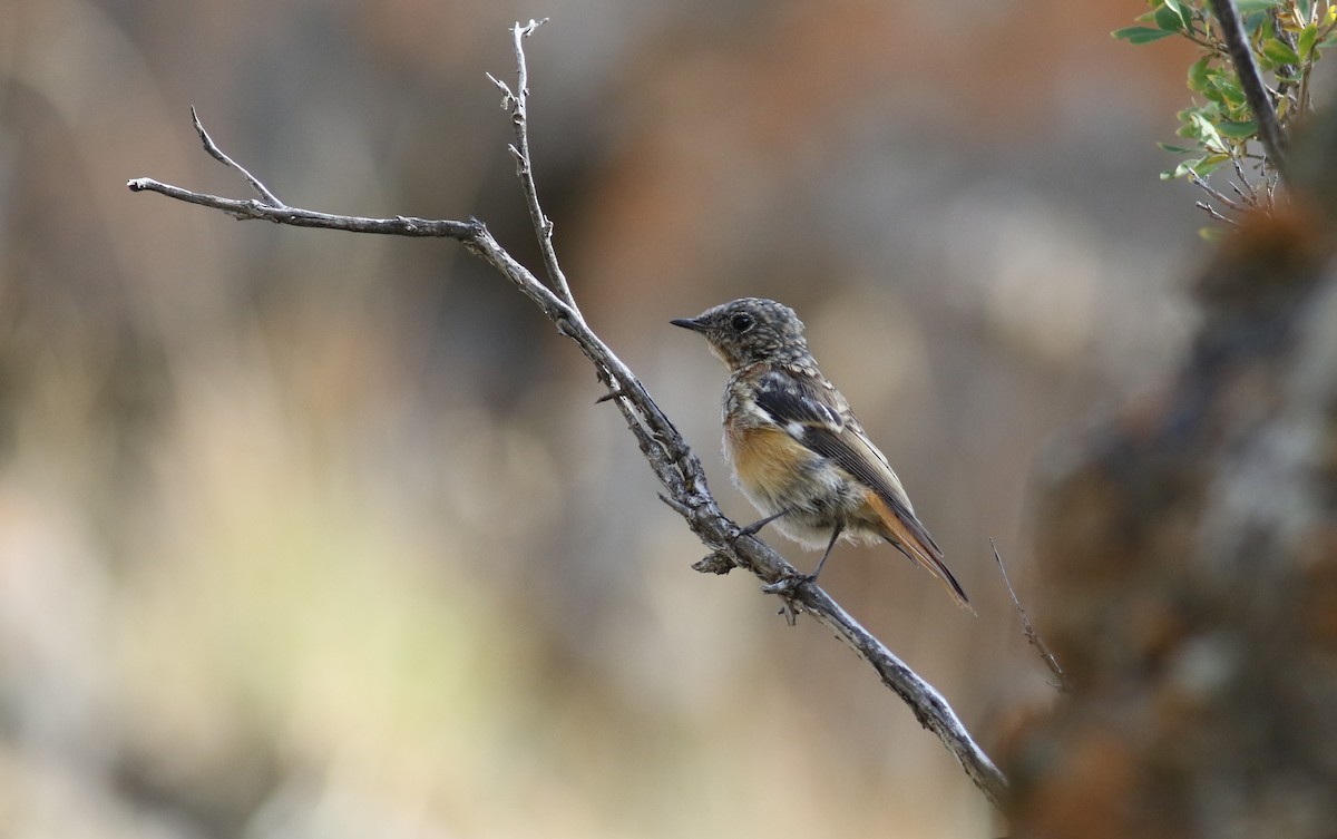 Rufous-backed Redstart - Anton Liebermann