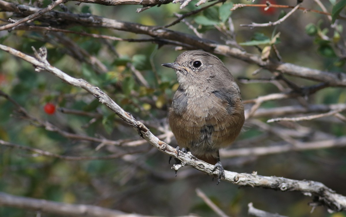 Black Redstart (Eastern) - ML180905701