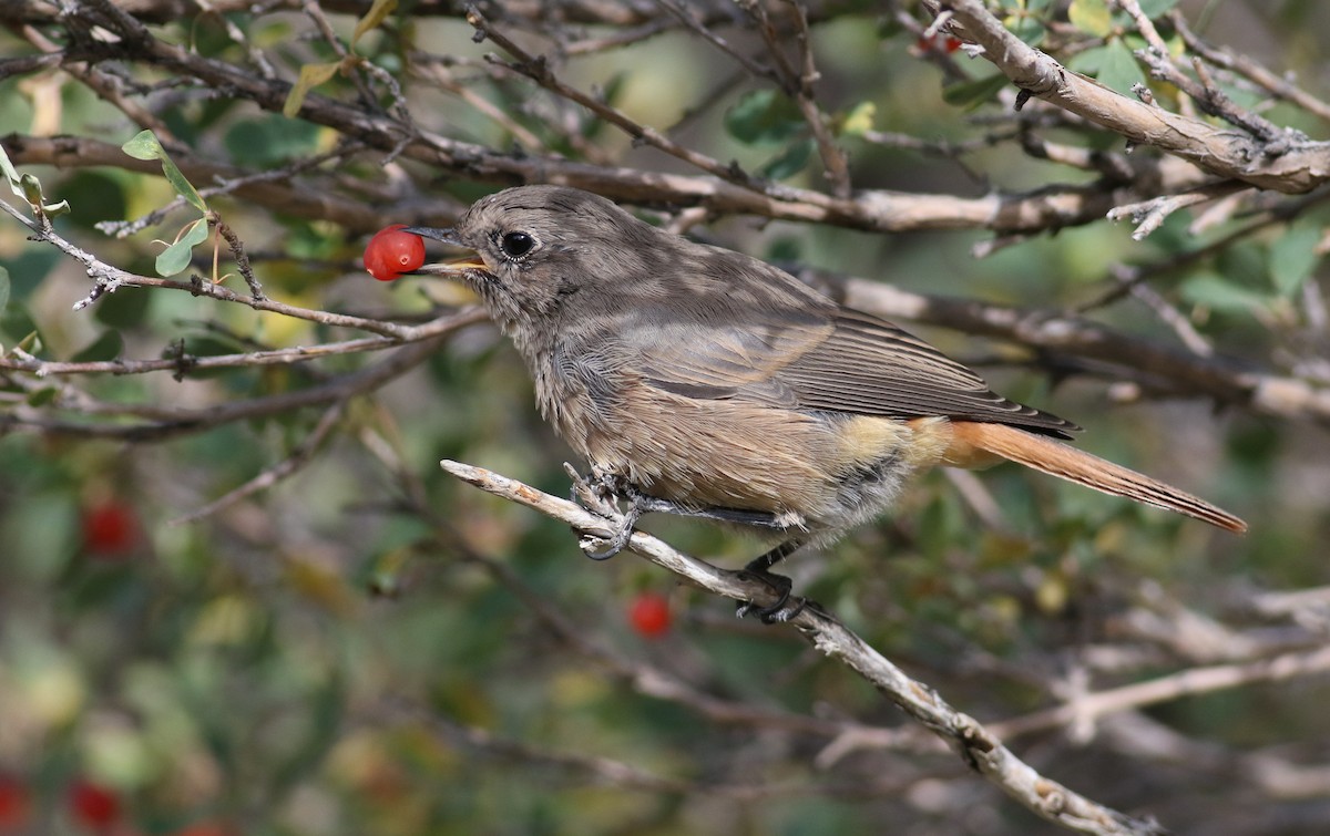 Black Redstart (Eastern) - ML180905731