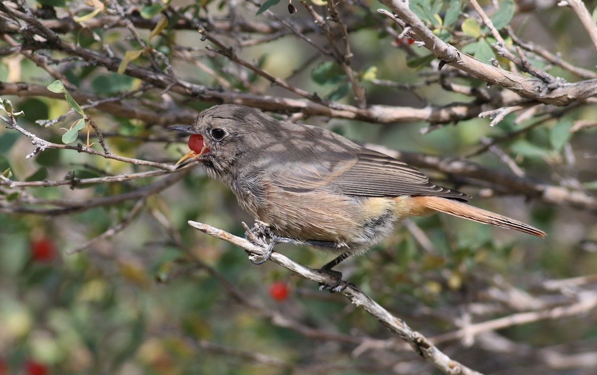 Black Redstart (Eastern) - ML180905771